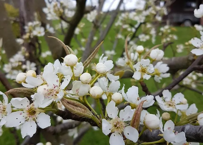 De Oude Koeienstal Апартаменты